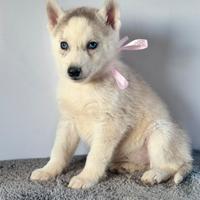 Siberian Husky con pedigree enci