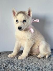 Siberian Husky con pedigree enci