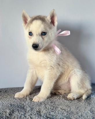 Siberian Husky con pedigree enci
