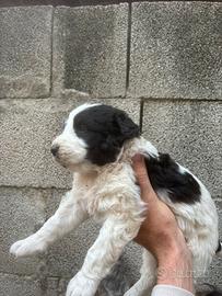 Cane spino degli iblei