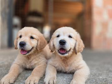 Golden Retriever Inglesi Originali