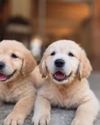 Golden Retriever Inglesi Originali