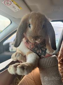 Coniglio ariete nano di 3 mesi