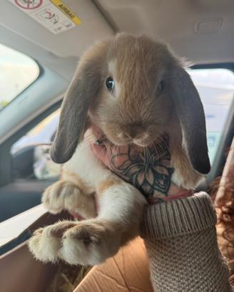 Coniglio ariete nano di 3 mesi