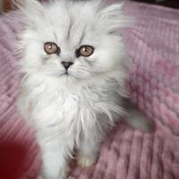 DELIZIOSI GATTINI PERSIANI CINCILLA 3 mesi vende