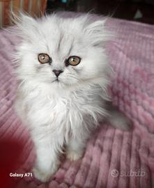DELIZIOSI GATTINI PERSIANI CINCILLA 3 mesi vende