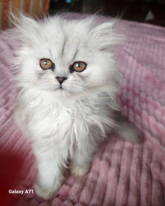 DELIZIOSI GATTINI PERSIANI CINCILLA 3 mesi vende
