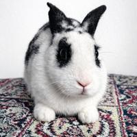 Coniglietta nana femmina docile