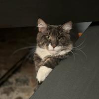 Maine Coon da riproduzione per monta