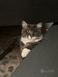 Maine Coon da riproduzione per monta