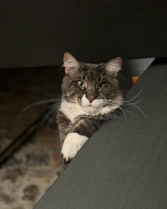 Maine Coon da riproduzione per monta