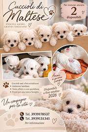 Vendita cuccioli di Maltese