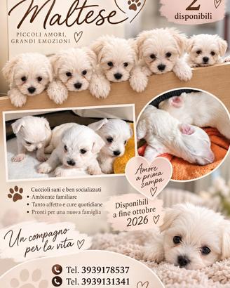 Vendita cuccioli di Maltese