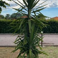 Yukka gigante / tronchetto della felicità