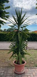 Yukka gigante / tronchetto della felicità