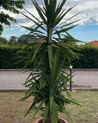 Yukka gigante / tronchetto della felicità