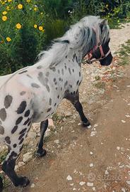 Pony