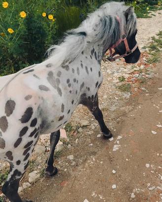 Pony