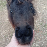Mini pony femmine
