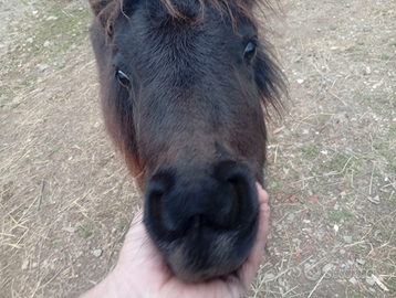 Mini pony femmine