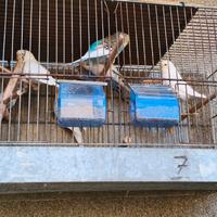 COCORITE multicolori