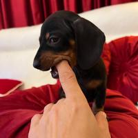 Cuccioli bassotti nani/kaninchen