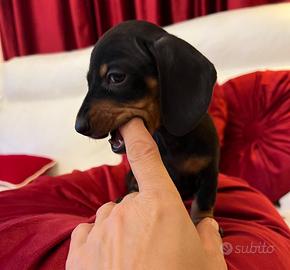 Cuccioli bassotti nani/kaninchen