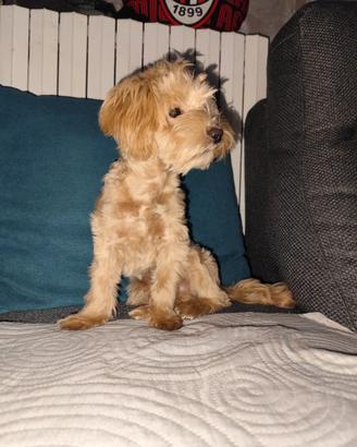 Maltipoo