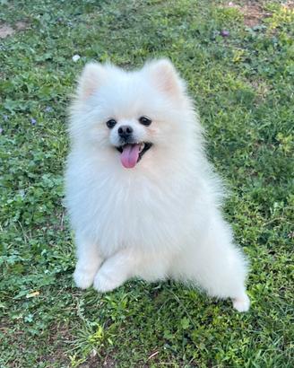 Spitz tedesco nano di Pomerania