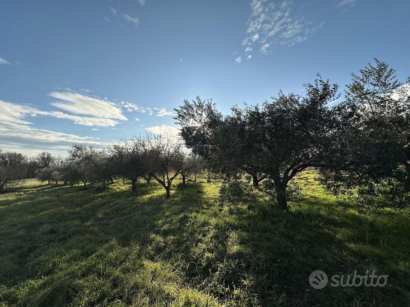 Terreno Agricolo Nepi [Cod. rif 3327488VCG] - Vista 2