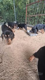 Cane da cinghiale -cuccioli di Slovensky Kopov