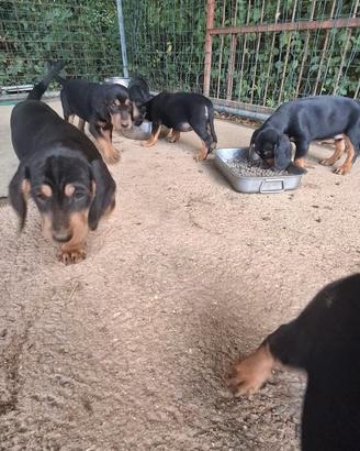 Cane da cinghiale -cuccioli di Slovensky Kopov
