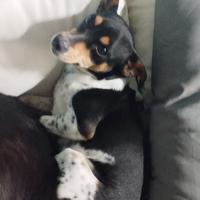 Meticcio giovane già castrato