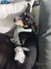 Meticcio giovane già castrato