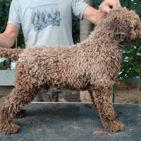 Lagotto romagnolo