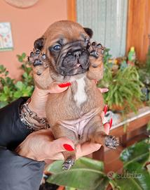 Bulldog francese cuccioli 2m-1f pedigree enci