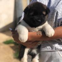 Akita Americano