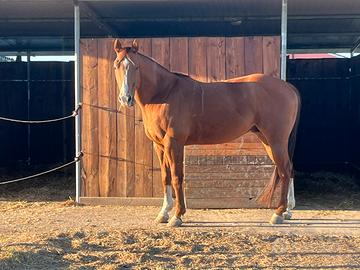 Cavallo castrone quarter horse