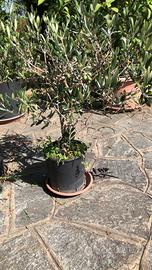 Pre bonsai ulivo