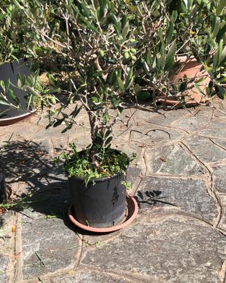 Pre bonsai ulivo