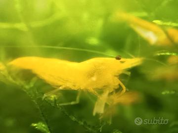 Caridine yellow