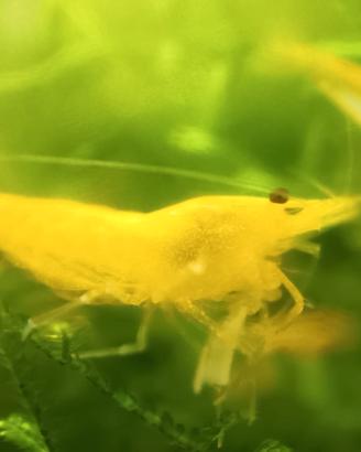 Caridine yellow