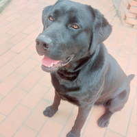 Labrador monta