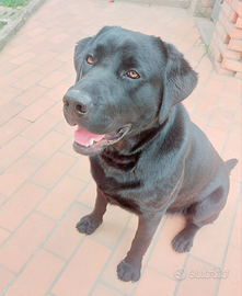 Labrador monta