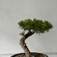 Bonsai di ginepro