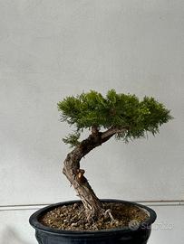 Bonsai di ginepro