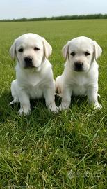 Cuccioli labrador miele