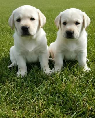 Cuccioli labrador miele