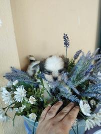 Cuccioli di schizu mini