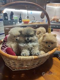 Spitz nano volpino Pomerania